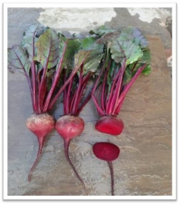 HYB Beet Root - Red Ratan