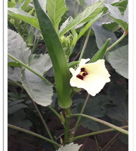 bhindi-sks-1005