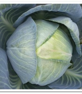 cabbage-radhika