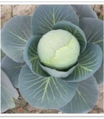 cabbage-shikhar