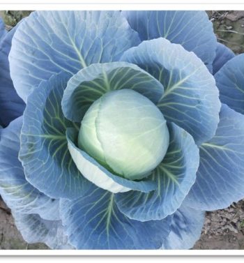 cabbage-tej