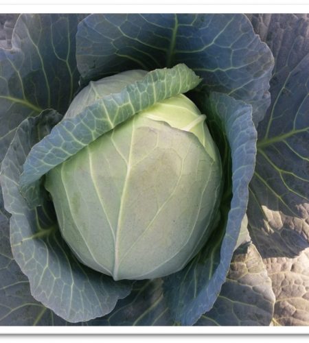 cabbage-vartika65