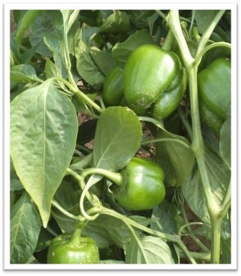 capsicum-deva