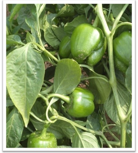 capsicum-deva