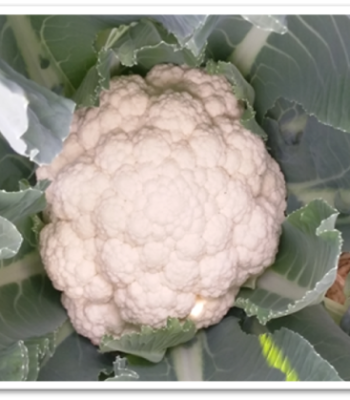 cauliflower-early-barkha