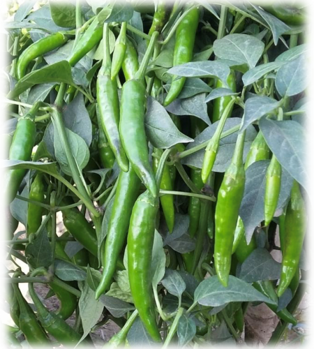 chilli-anni555