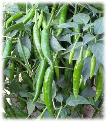 chilli-anni555