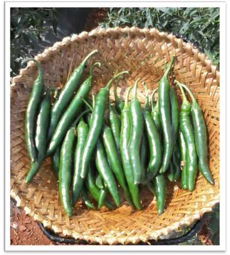 chilli-desihot