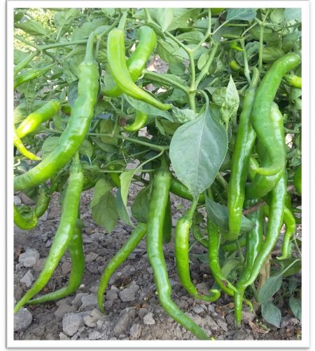 chilli-star2