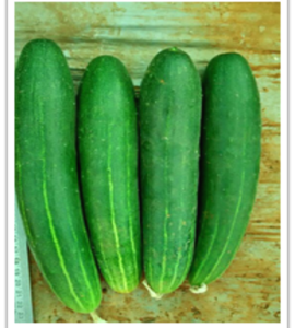 cucumber-dammo