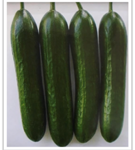 cucumber-kanti