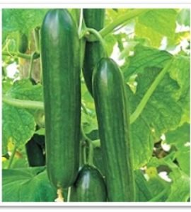 cucumber-sks947