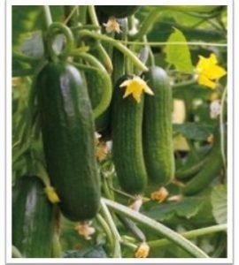 cucumber-sks948