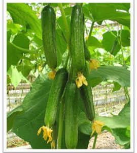 cucumber-sks949