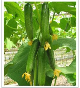 cucumber-sks949