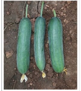 cucumber-sks955