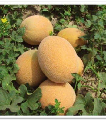 muskmelon-sks8011