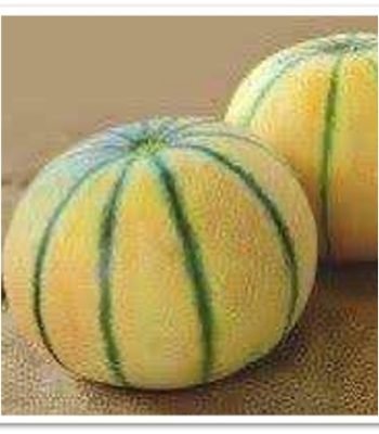 muskmelon-sks8016