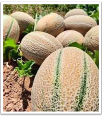 muskmelon-sks8018