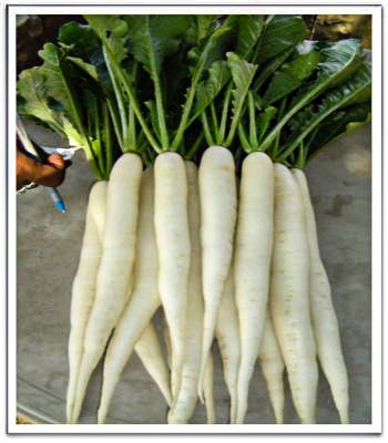 radish-farrata31