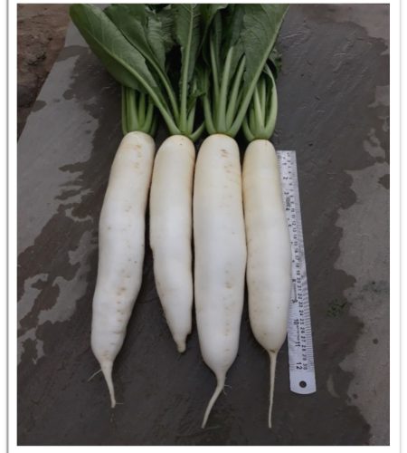 radish-hrd19