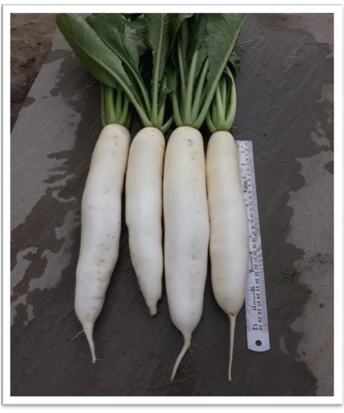 radish-hrd19