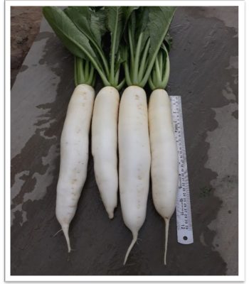 radish-hrd19