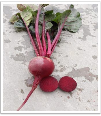 HYB Beet Root - SKS 707