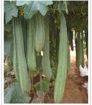 ridgegourd-aarti