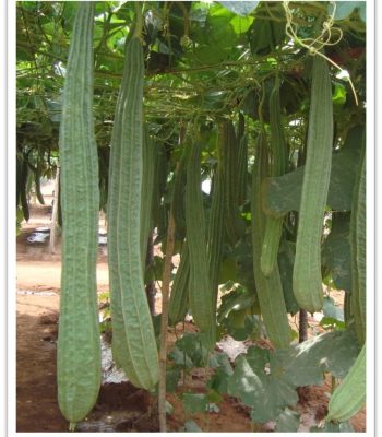 ridgegourd-avantigreen