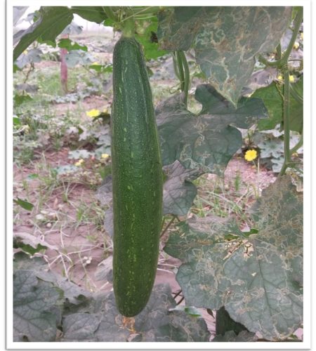 spongegourd-chetan