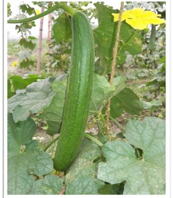 spongegourd-naina