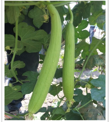 spongegourd-sundari
