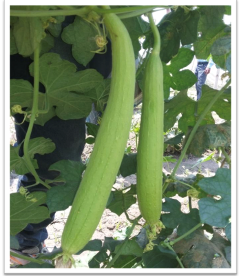 spongegourd-sundari