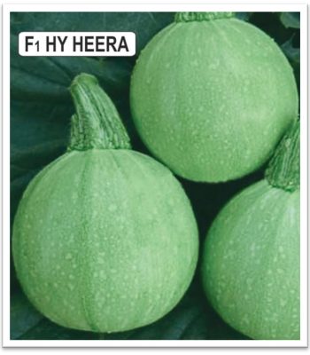 squash-heera