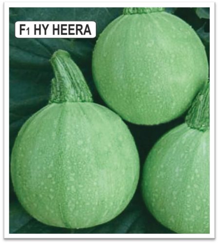 squash-heera