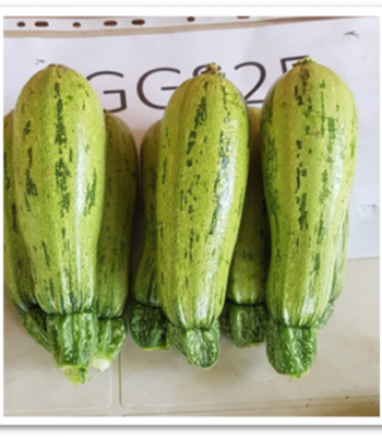 squash-sks7813