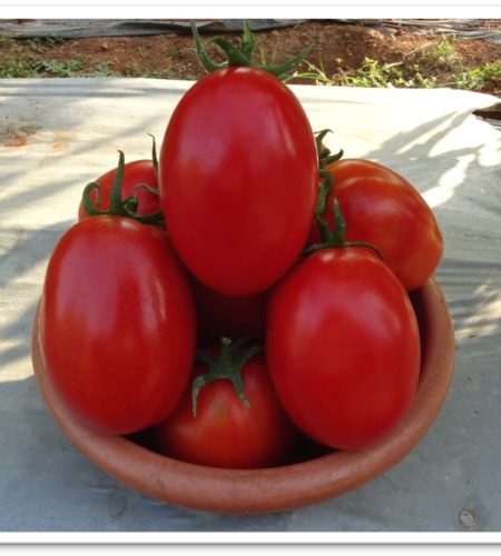 tomato-3010
