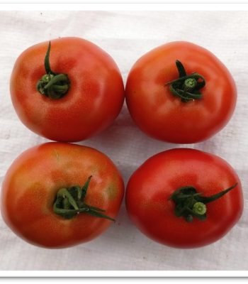 tomato-3505