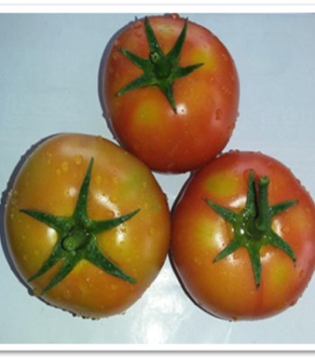 tomato-ritu