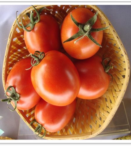tomato-rudraksh