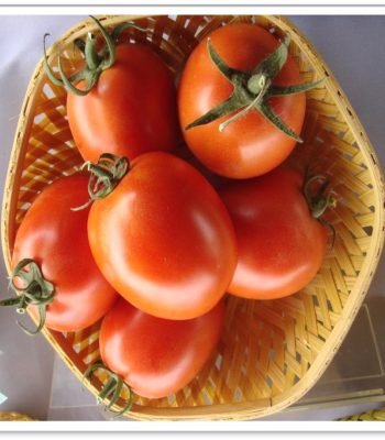 tomato-rudraksh