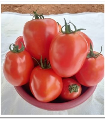 tomato-sks1210