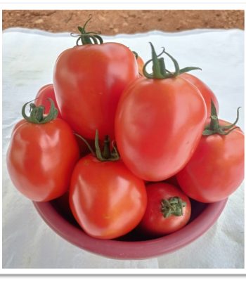 tomato-sks1210