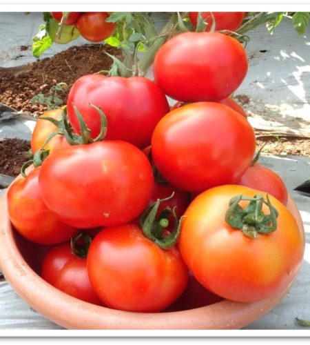 tomato-sks2063
