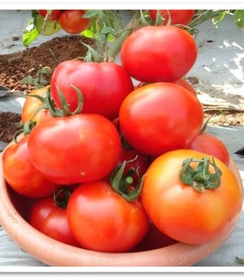 tomato-sks2063