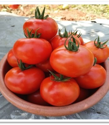 tomato-sks2065