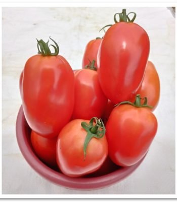 tomato-sks3310