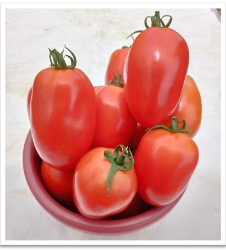 tomato-sks3310