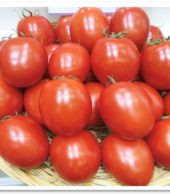 tomato-sks566